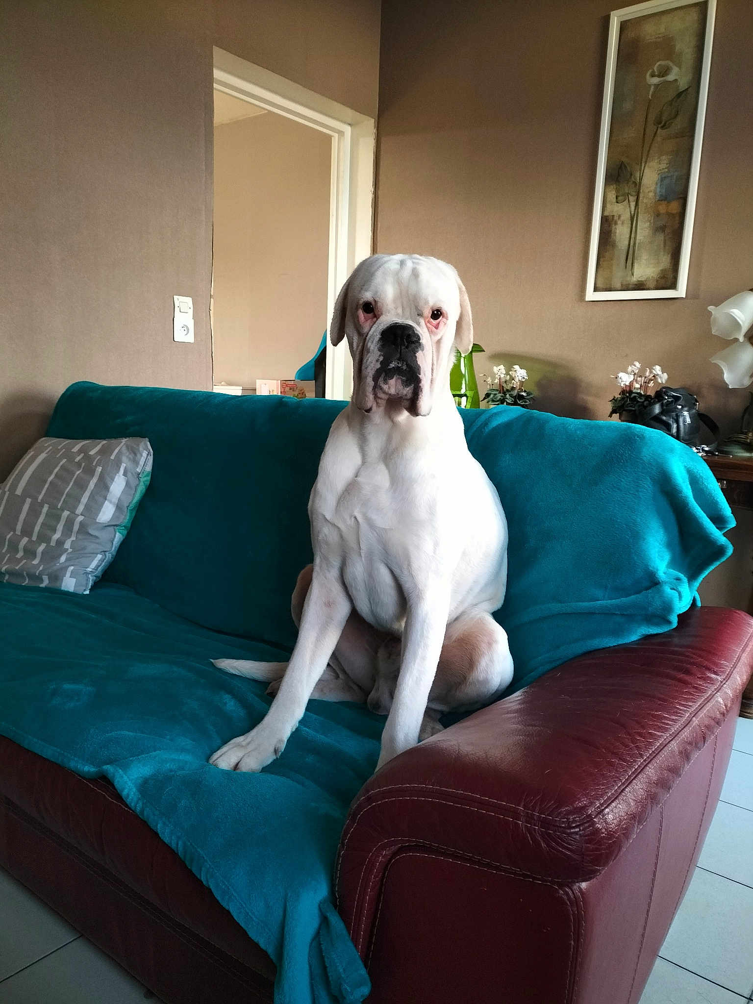 Snoop