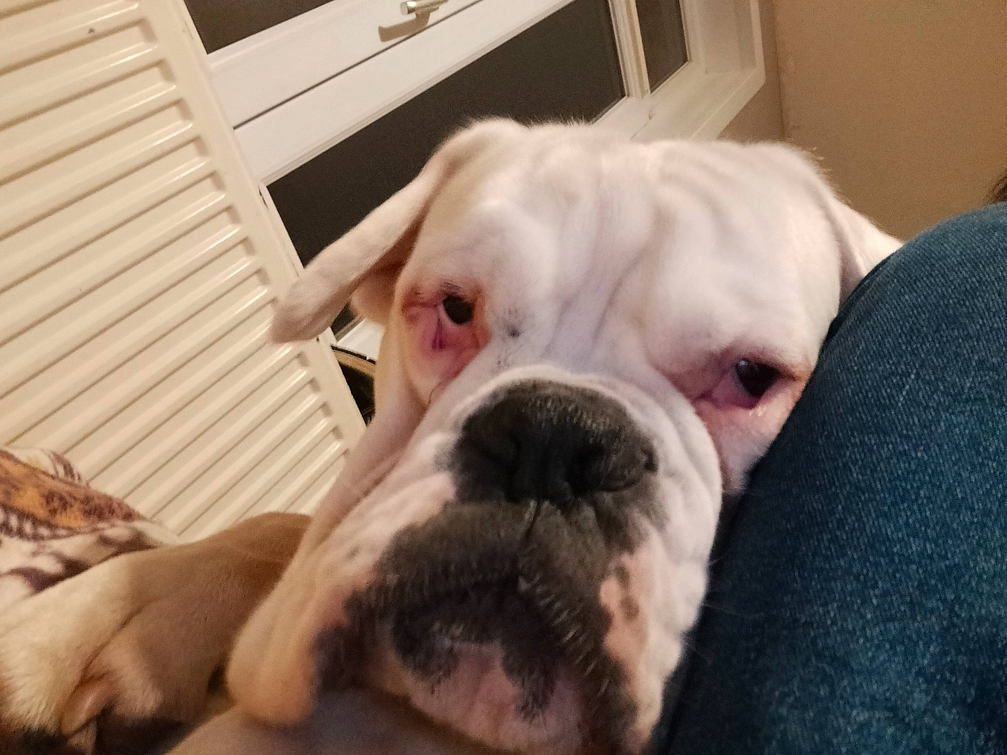 Snoop a rejoint le concours — aidez-le/la à gagner de superbes lots ! australian_bulldog, bulldog, carnivore, comfort, companion_dog, dog, dog_breed, ear, fawn, flooring, molosser, non_sporting_group, snout, sporting_group, terrestrial_animal, toy_dog, whiskers, white_english_bulldog, working_animal, wrinkle