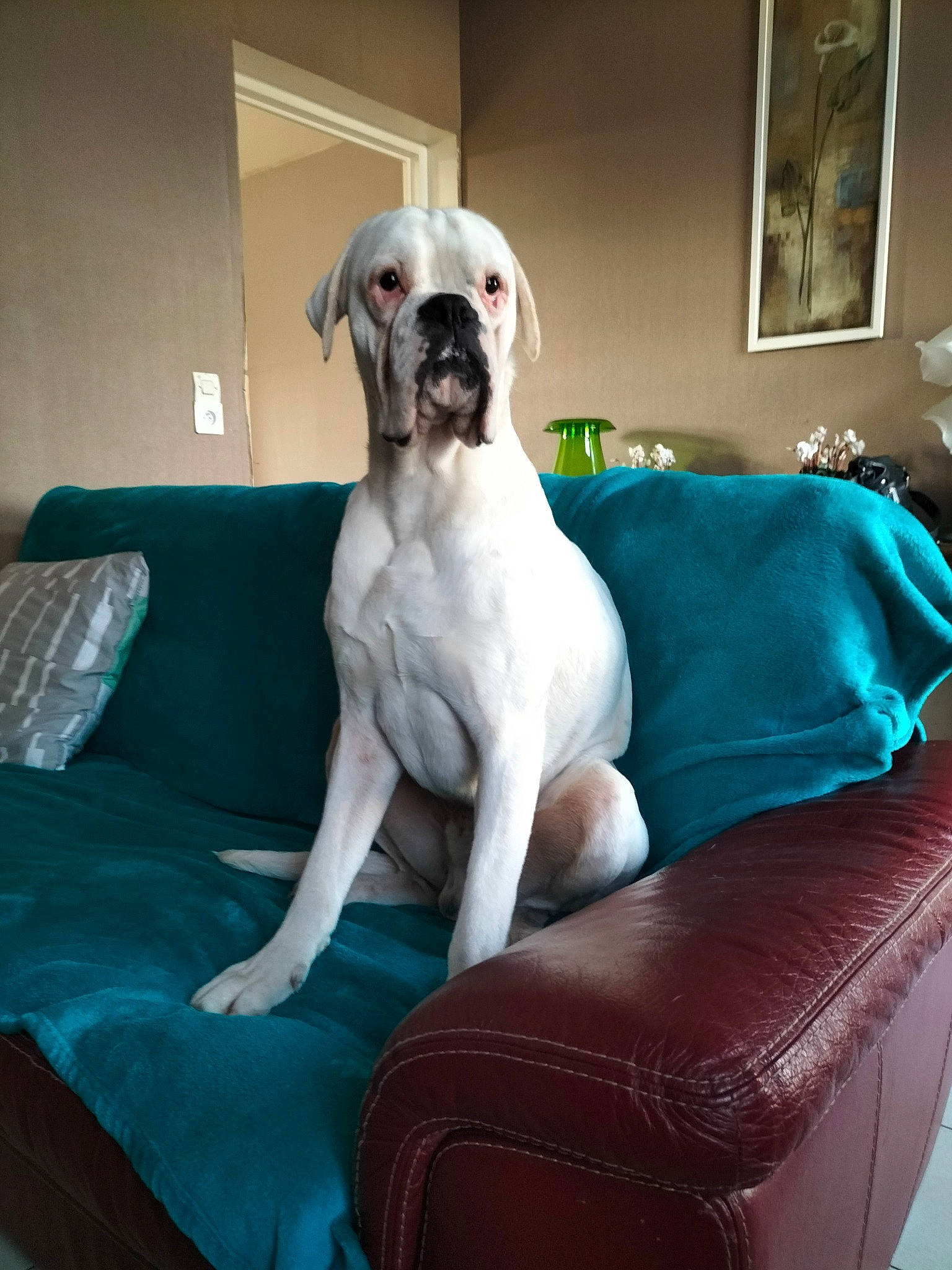 Snoop a rejoint le concours — aidez-le/la à gagner de superbes lots ! canidae, carnivore, collar, comfort, companion_dog, couch, dog, dog_breed, dog_collar, dog_supply, fawn, furniture, hardwood, molosser, pet_supply, picture_frame, room, snout, sporting_group, working_animal