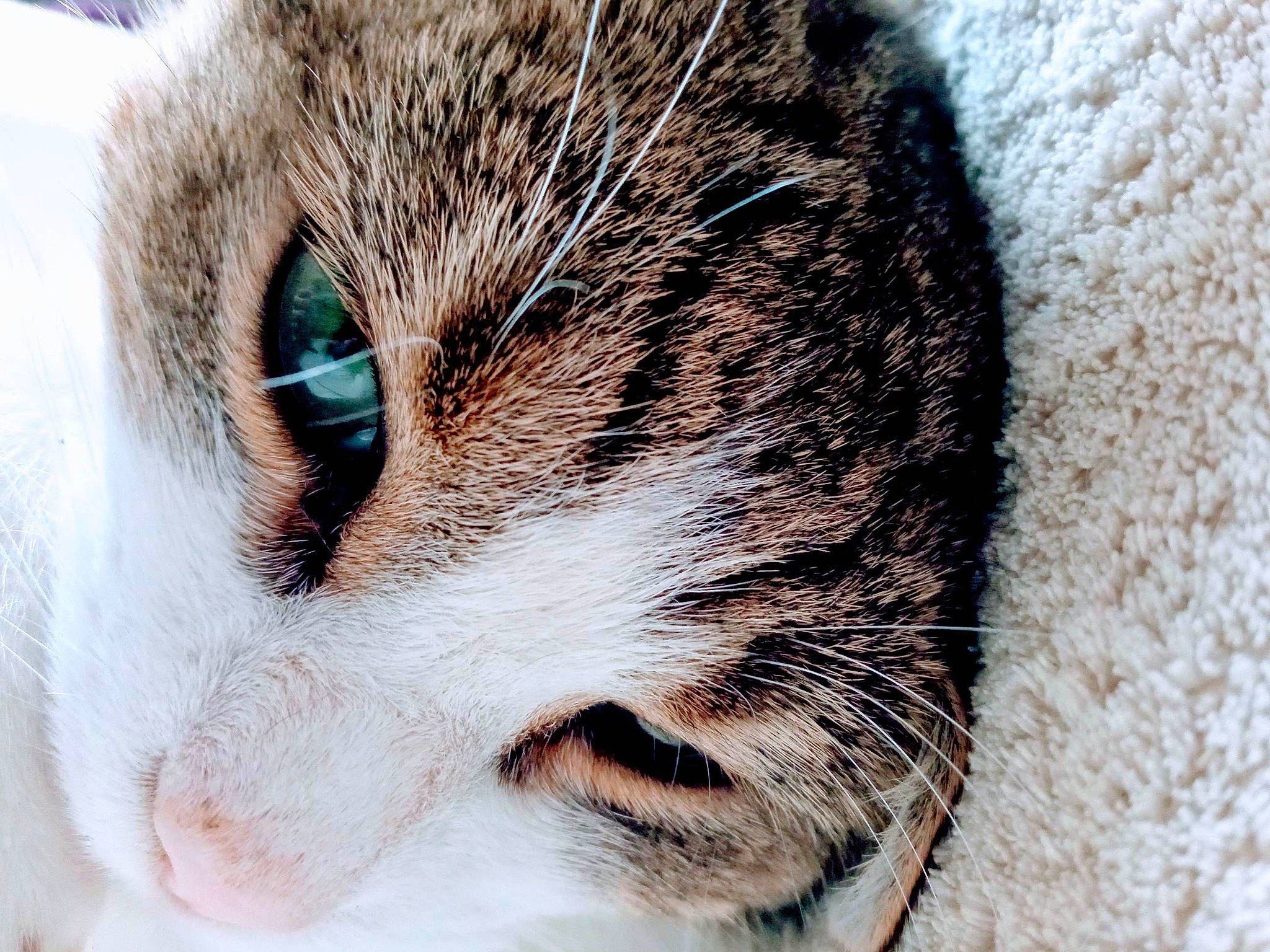 Tipex a rejoint le concours — aidez-le/la à gagner de superbes lots ! carnivore, cat, close_up, domestic_short_haired_cat, felidae, fur, paw, small_to_medium_sized_cats, snout, terrestrial_animal, whiskers, wildlife, window, wood