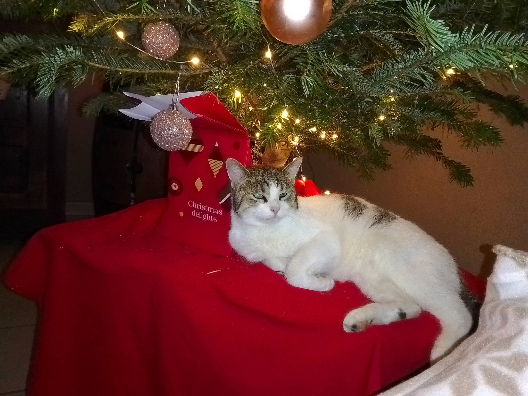 Tipex a rejoint le concours — aidez-le/la à gagner de superbes lots ! carnivore, cat, christmas, christmas_decoration, christmas_eve, christmas_ornament, christmas_tree, comfort, event, fawn, felidae, fur, holiday, holiday_ornament, lap, light, ornament, small_to_medium_sized_cats, tree, whiskers