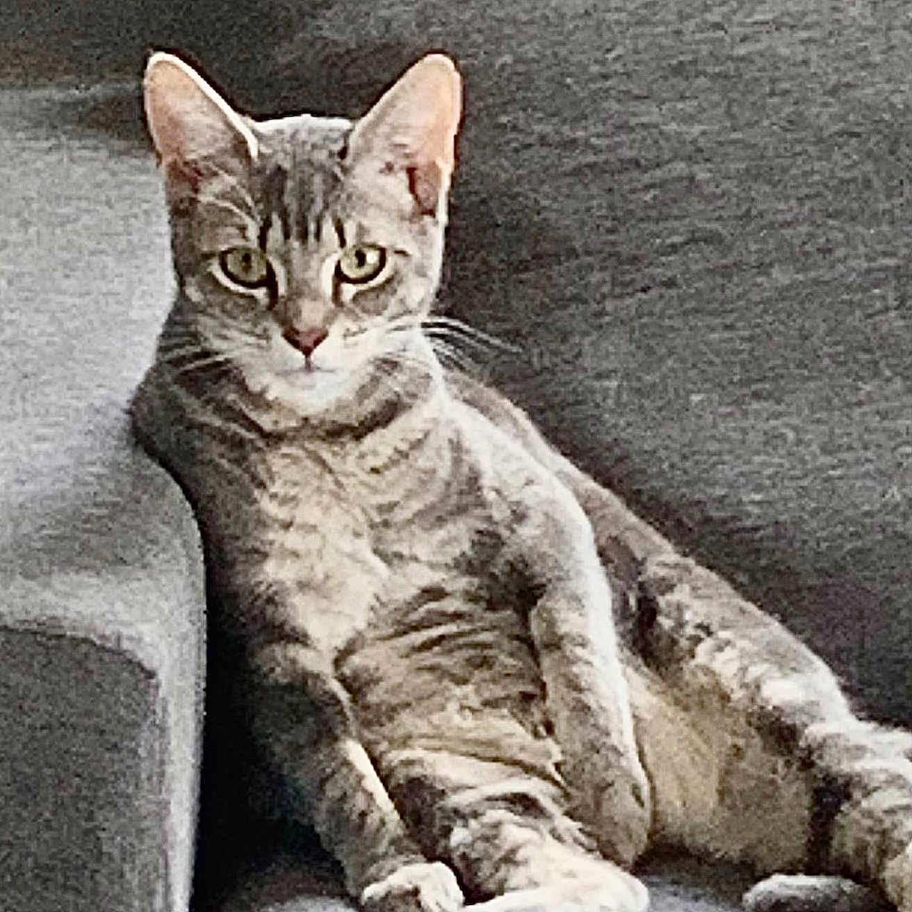 Plume a rejoint le concours — aidez-le/la à gagner de superbes lots ! abyssinian, angora, animal, armchair, blanket, cat, chair, couch, cushion, egyptiancat, furniture, homedecor, kitten, manx, pet