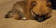 Kiara is registered to the contest to win money with this photo: puppy, dog, carpet, indoor, fluffy, small, brown, cute, pet, animal, floor, resting, sleepy, young, domestic, fur, ears, nose, quiet, cozy