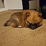 puppy, dog, carpet, indoor, fluffy, small, brown, cute, pet, animal, floor, resting, sleepy, young, domestic, fur, ears, nose, quiet, cozy