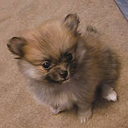 Kiara is registered to the contest to win money with this photo: puppy, dog, small_dog, fluffy, fur, cute, pet, animal, carpet, indoor, brown, white_paw, ears, face, eyes, adorable, sitting, looking_up, fuzzy, young
