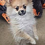 dog, pomeranian, fluffy, small_dog, pet, indoor, carpet, blanket, cute, standing, fur, animal, companion, domestic_animal, mammal, friendly, alert, ears, face, nose
