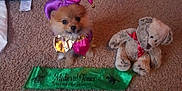 Simba is registered to the contest to win money with this photo: dog, puppy, jester_costume, purple, gold, stuffed_toy, teddy_bear, red_bow_tie, carpet, floor, green_banner, medieval_times, indoor, small_dog, cute, pet, costume, plush_toy, decor, animal