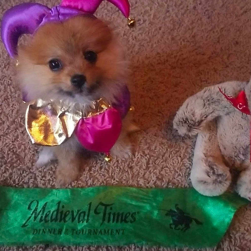 Simba is registered to the contest to win money with this photo: animal, carpet, costume, cute, decor, dog, floor, gold, green_banner, indoor, jester_costume, medieval_times, pet, plush_toy, puppy, purple, red_bow_tie, small_dog, stuffed_toy, teddy_bear