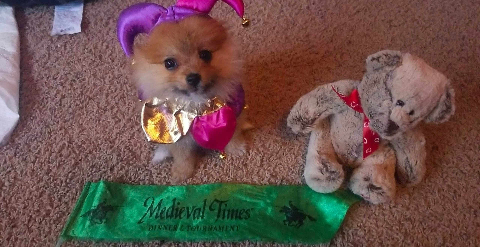 Simba is registered to the contest to win money with this photo: dog, puppy, jester_costume, purple, gold, stuffed_toy, teddy_bear, red_bow_tie, carpet, floor, green_banner, medieval_times, indoor, small_dog, cute, pet, costume, plush_toy, decor, animal