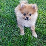 Simba is registered to the contest to win money with this photo: dog, puppy, pomeranian, fluffy, grass, outdoor, pet, small_dog, cute, animal, fur, nature, canine, young_dog, adorable, greenery, eyes, face, portrait, standing