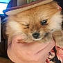 Simba is registered to the contest to win money with this photo: puppy, dog, hat, hand, person, floral_shirt, denim_shorts, living_room, window, ceiling_fan, wooden_floor, cute, small, winking, pet, domestic_animal, furry, adorable, indoor, holding