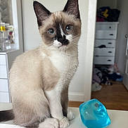 Nala is registered to the contest to win money with this photo: animal, blue_eyes, cat, closeup, curious, cute, ears, fur, furniture, household, indoor, kitten, paw, pet, room, siamese, sitting, whiskers, white_surface, young_cat