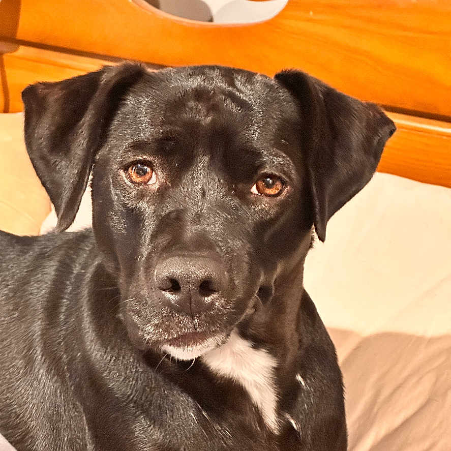 Reese joined the competition — help win amazing prizes! animal, beagle, boxer, bulldog, canine, couch, dog, furniture, hound, indoors, interiordesign, labradorretriever, pet, pitbull, plywood, pointer, pug, puppy, snout, wood