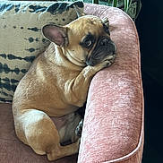Romeo joined the competition — help win amazing prizes! french_bulldog, dog, pet, couch, velvet_sofa, pink_sofa, armrest, cushion, pillow, indoor, houseplant, plant, wrinkled_face, short_muzzle, side_eye, portrait, sitting, paw, relaxed, cute