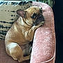french_bulldog, dog, pet, couch, velvet_sofa, pink_sofa, armrest, cushion, pillow, indoor, houseplant, plant, wrinkled_face, short_muzzle, side_eye, portrait, sitting, paw, relaxed, cute