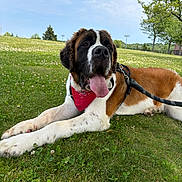 Remy joined the competition — help win amazing prizes! dog, saint_bernard, animal, pet, grass, outdoor, leash, bandana, tongue_out, sky, clouds, tree, field, park, summer, resting, large_dog, canine, nature, happy