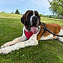 dog, saint_bernard, animal, pet, grass, outdoor, leash, bandana, tongue_out, sky, clouds, tree, field, park, summer, resting, large_dog, canine, nature, happy