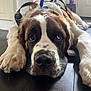 Remy joined the competition — help win amazing prizes! dog, saint_bernard, pet, animal, lying_down, floor, indoor, harness, blue_ribbon, close_up, brown_and_white, large_dog, nostrils, whiskers, ears, fur, relaxed, looking_up, soft_light, wood_floor