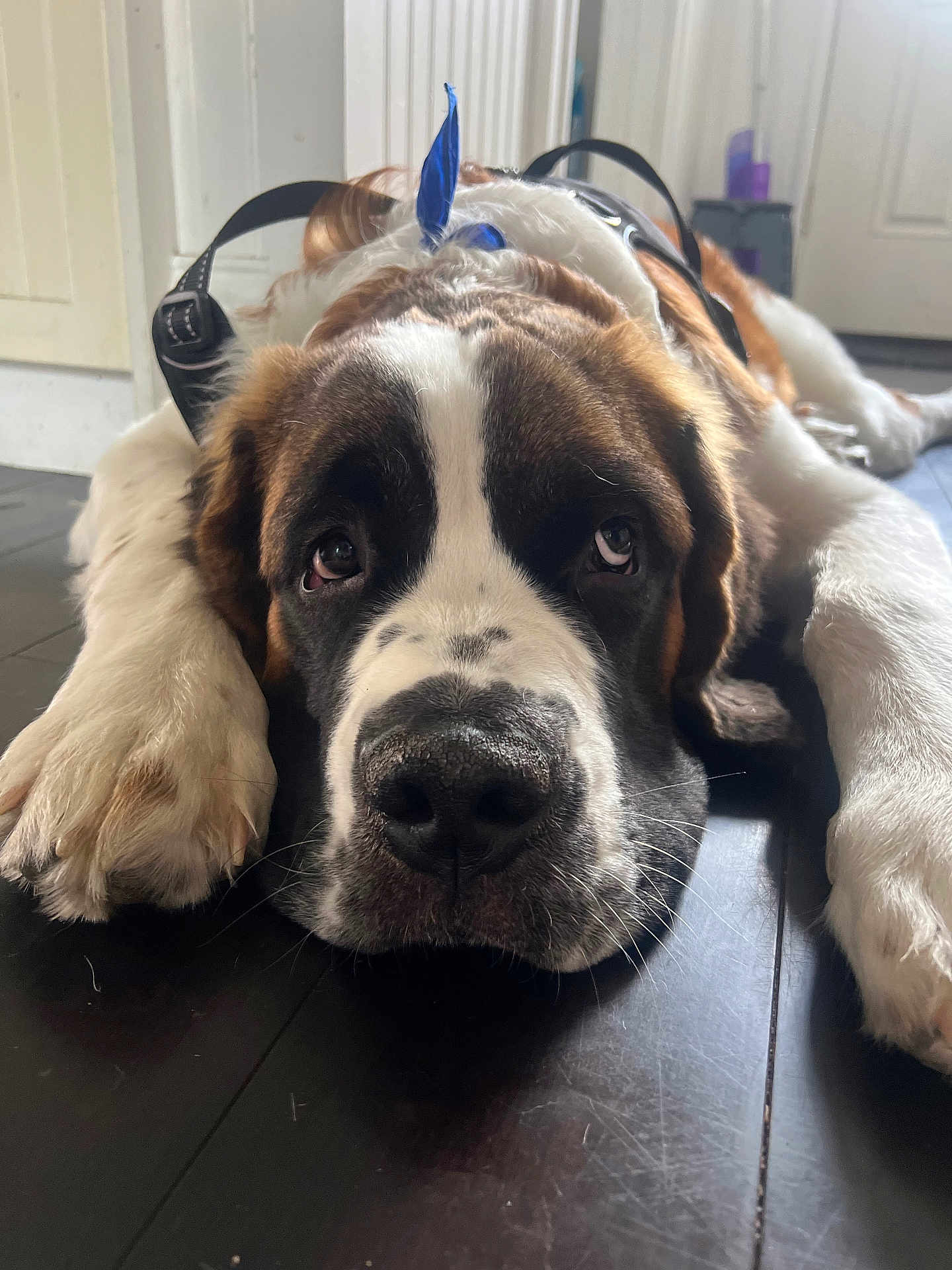 Remy joined the competition — help win amazing prizes! dog, saint_bernard, pet, animal, lying_down, floor, indoor, harness, blue_ribbon, close_up, brown_and_white, large_dog, nostrils, whiskers, ears, fur, relaxed, looking_up, soft_light, wood_floor