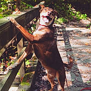 Red Riot joined the competition — help win amazing prizes! dog, outdoor, forest, wooden_railing, happy, sunlight, leaves, path, nature, animal, canine, smiling, playful, fall, trees, daylight, pet, standing, tongue_out, leash