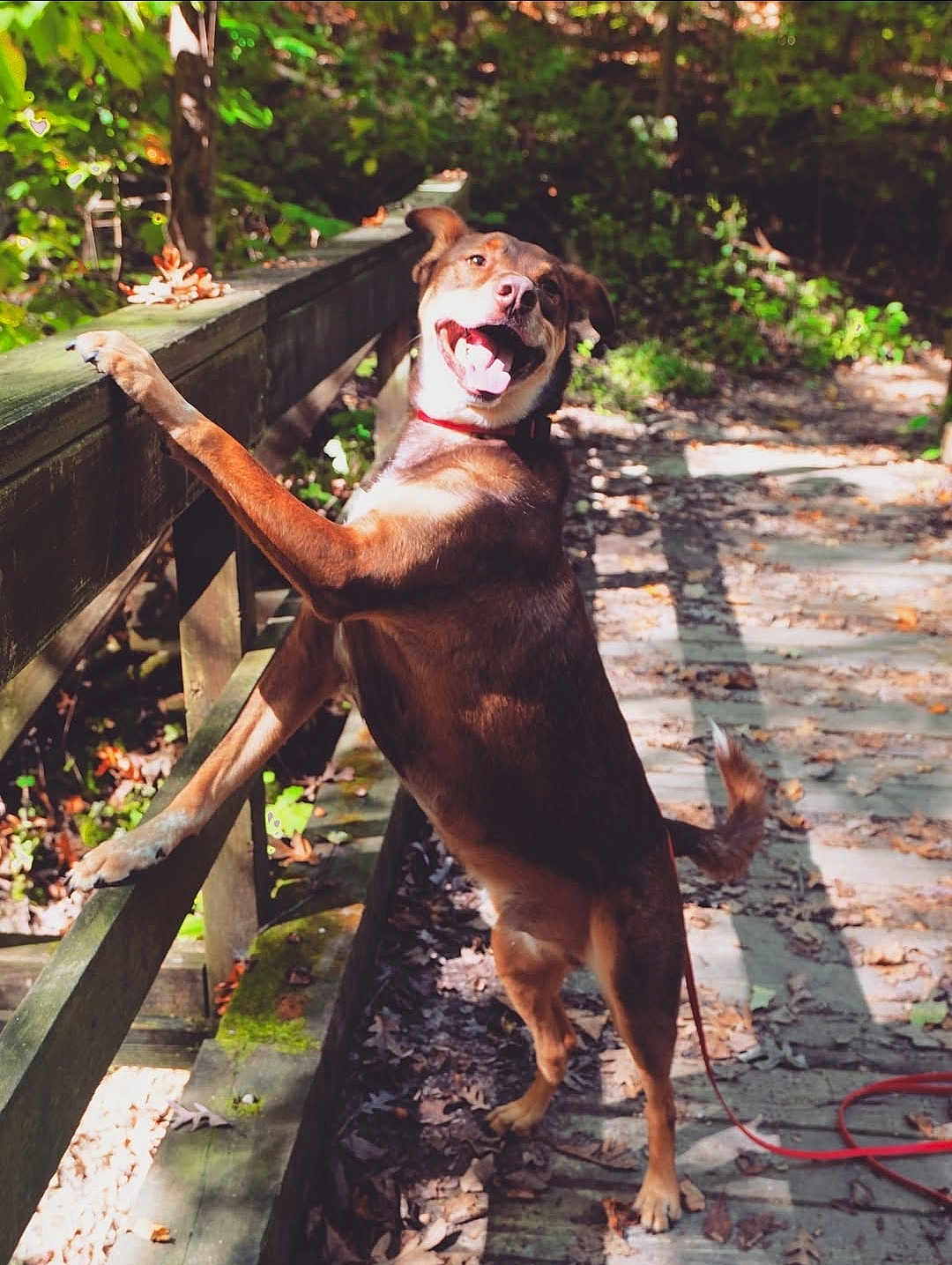 Red Riot joined the competition — help win amazing prizes! dog, outdoor, forest, wooden_railing, happy, sunlight, leaves, path, nature, animal, canine, smiling, playful, fall, trees, daylight, pet, standing, tongue_out, leash
