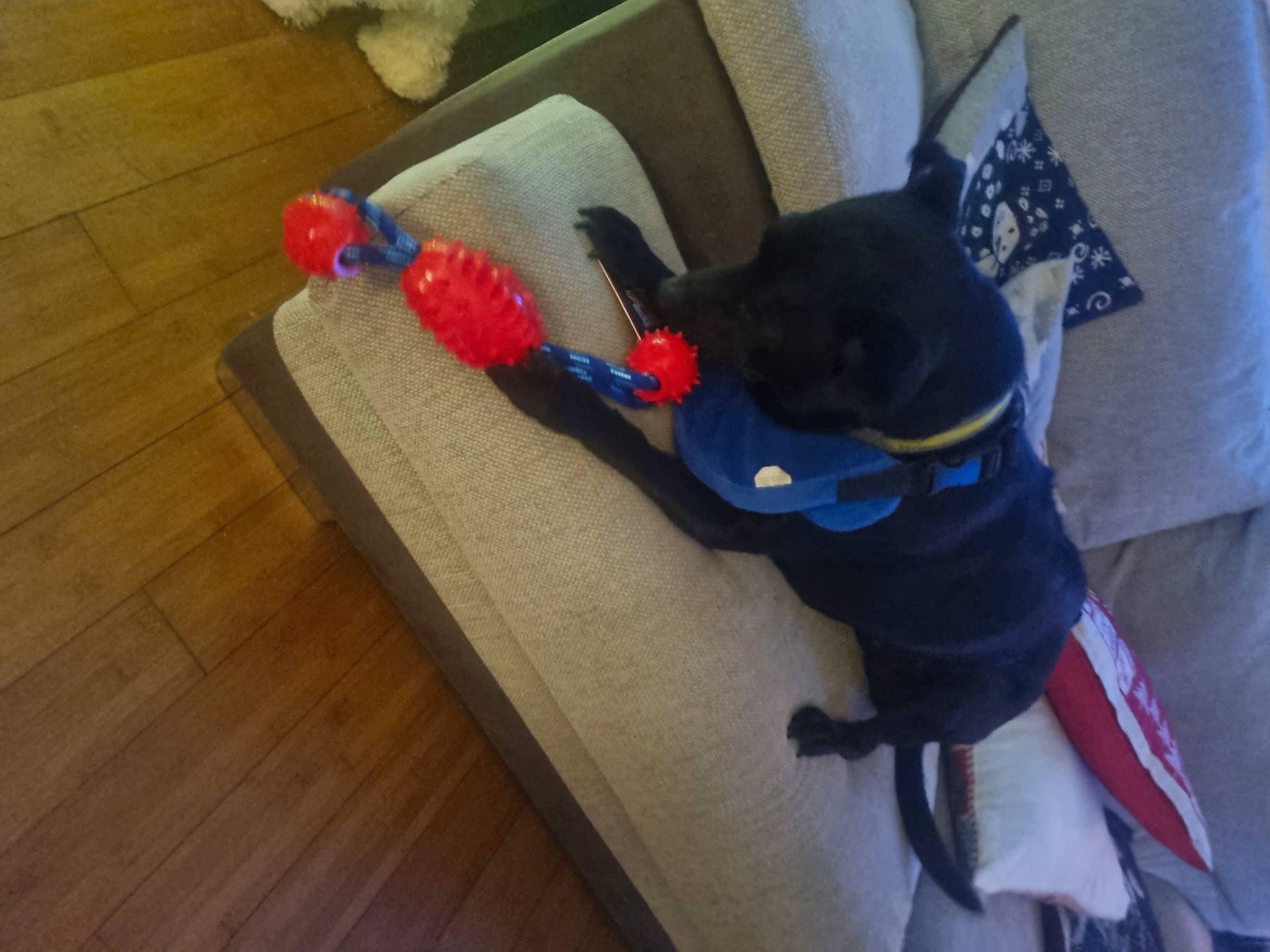 Marley joined the competition — help win amazing prizes! baby_products, baby_toys, carmine, carnivore, comfort, companion_dog, dog, dog_breed, dog_supply, electric_blue, flooring, hardwood, laminate_flooring, stuffed_toy, tail, toy, varnish, wood, wood_flooring, wood_stain