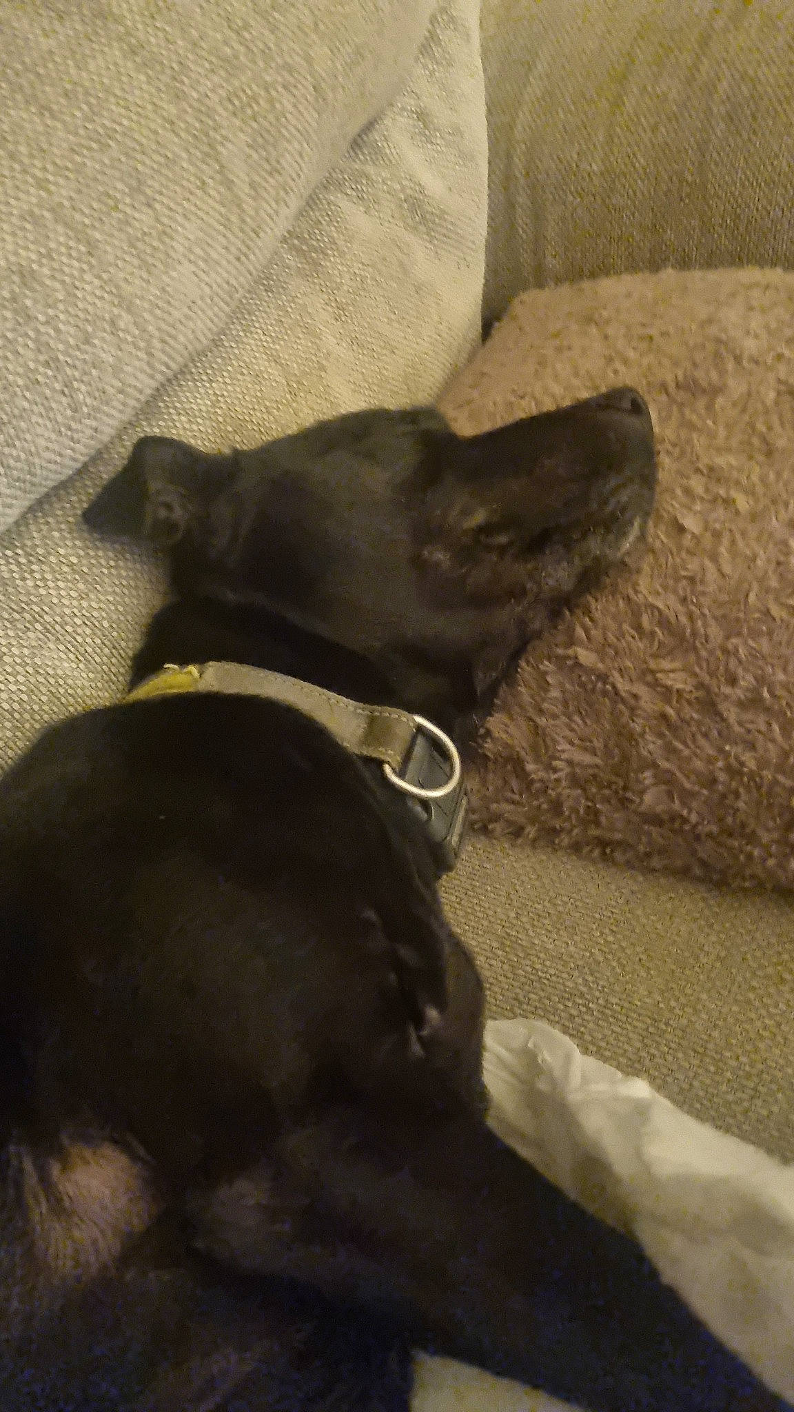 Marley is registered to the contest to win money with this photo: carnivore, collar, comfort, companion_dog, dog, dog_breed, dog_collar, dog_supply, ear, grey, guard_dog, leash, liver, pet_supply, rampur_greyhound, sighthound, sporting_group, terrestrial_animal, whiskers, working_animal