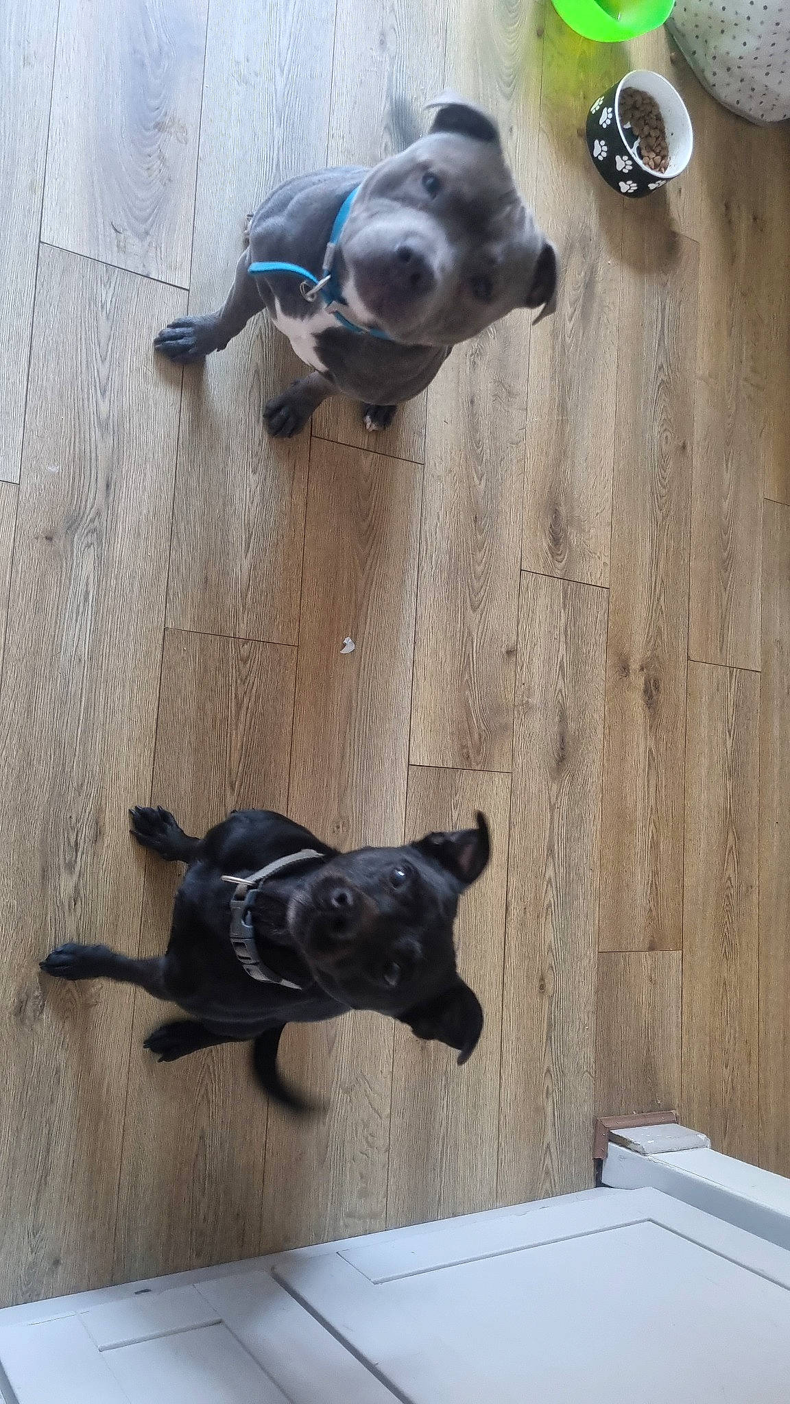 Marley joined the competition — help win amazing prizes! canidae, carnivore, companion_dog, dog, dog_breed, fawn, floor, flooring, grey, hardwood, laminate_flooring, pet_supply, snout, sporting_group, tail, terrestrial_animal, wood, wood_flooring, wood_stain, working_animal