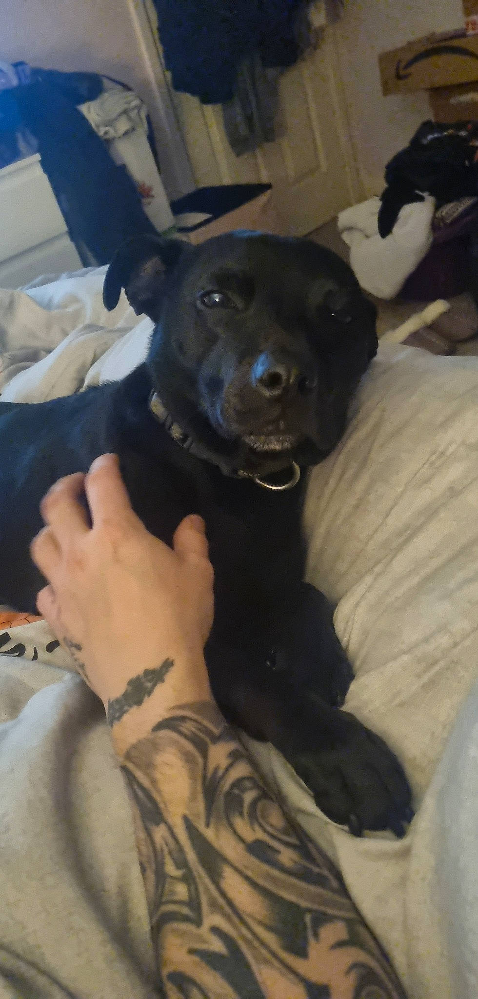 Marley joined the competition — help win amazing prizes! borador, canidae, carnivore, comfort, companion_dog, dog, dog_breed, dog_collar, fawn, fur, gesture, guard_dog, labrador_retriever, non_sporting_group, puppy, snout, sporting_group, working_animal