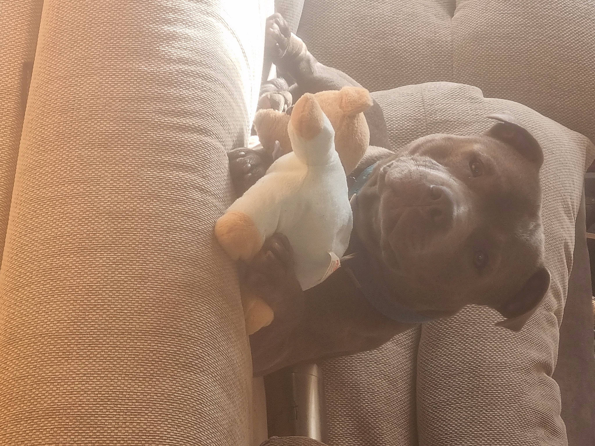 Tylo is registered to the contest to win money with this photo: abdomen, carnivore, comfort, companion_dog, couch, dog, dog_breed, ear, elbow, gesture, human_leg, knee, mammal, nail, room, tail, thigh, wood, working_animal, wrist