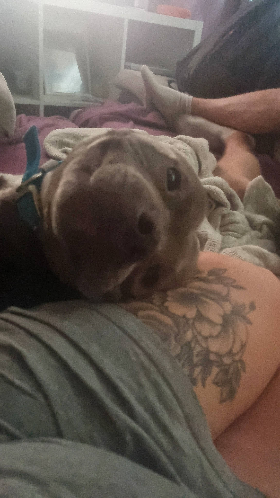 Tylo is registered to the contest to win money with this photo: canidae, carnivore, chest, comfort, companion_dog, couch, dog, dog_breed, elbow, fawn, fur, gesture, guard_dog, human_leg, selfie, snout, sporting_group, temporary_tattoo, whiskers, working_animal