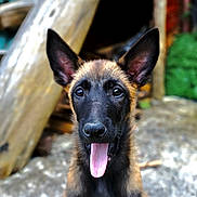 Mrs. Pickles is registered to the contest to win money with this photo: dog, puppy, belgian_malinois, tongue_out, ears, outdoor, wood, logs, greenery, animal, pet, young, sitting, cute, portrait, fur, canine, nature, playful, happy