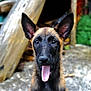 dog, puppy, belgian_malinois, tongue_out, ears, outdoor, wood, logs, greenery, animal, pet, young, sitting, cute, portrait, fur, canine, nature, playful, happy