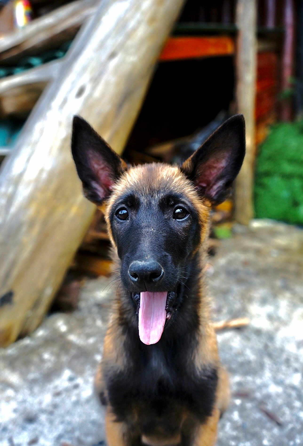 Mrs. Pickles is registered to the contest to win money with this photo: dog, puppy, belgian_malinois, tongue_out, ears, outdoor, wood, logs, greenery, animal, pet, young, sitting, cute, portrait, fur, canine, nature, playful, happy