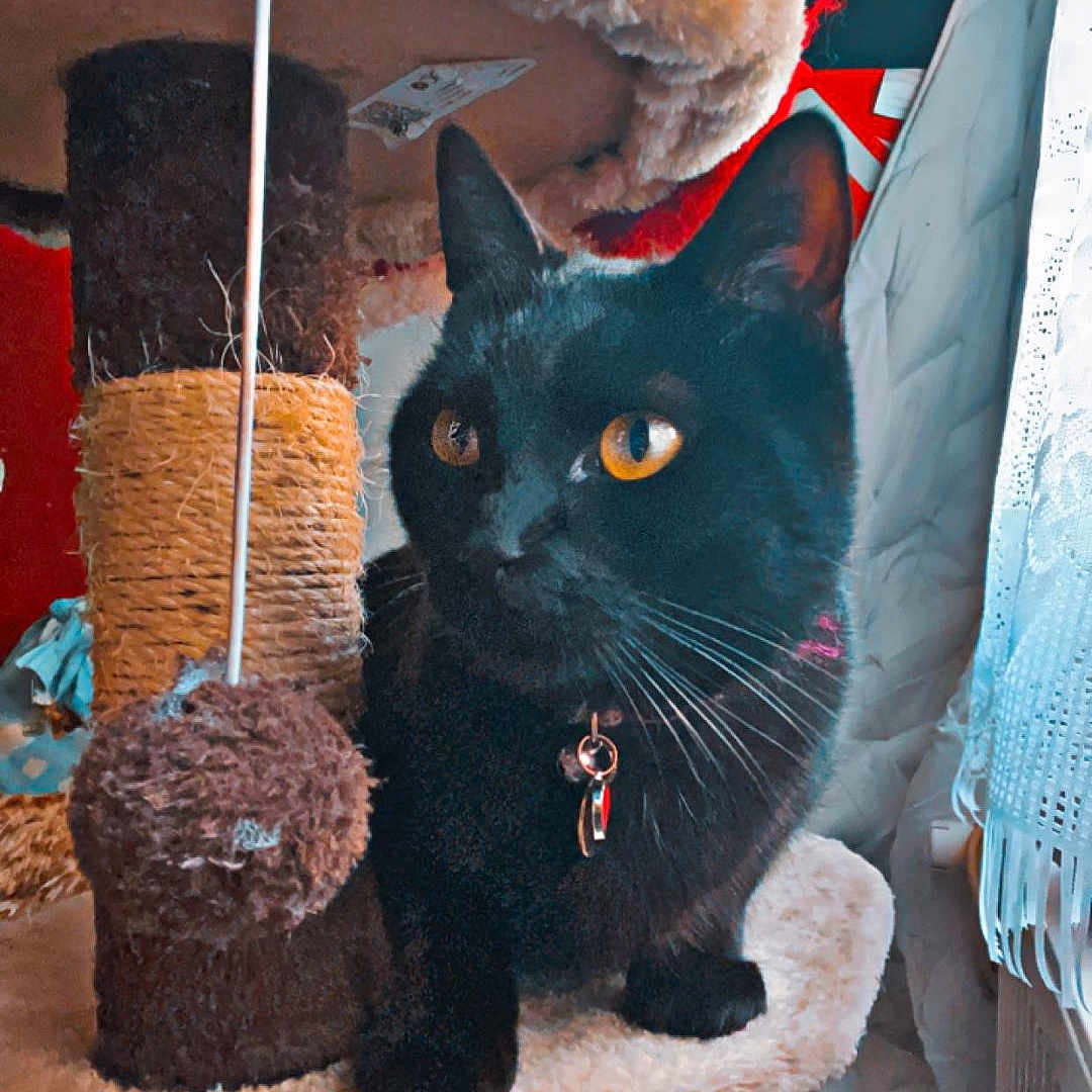 Bouba