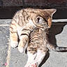 animal, brick_wall, cat, cute, feline, fur, grooming, kitten, outdoor, paws, pet, playful, shadow, small, stone_floor, striped, sunlight, tail, whiskers, young