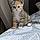 Frisquette