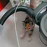 box, cable, cat, curious, domestic, ears, floor, fur, furniture, hose, household, indoor, kitten, paw, pet, small_animal, stretching, tail, toy, vacuum_cleaner