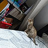 animal, aquarium, bed, books, box, cat, colorful, cozy, curious, domestic, fish_tank, furniture, indoor, kitten, leaf_pattern, pet, plant, resting, small, tabby