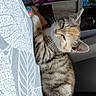 animal, bedspread, cat, closeup, cozy, cute, domestic, ears, feline, fur, home, indoor, pattern, pet, relaxed, resting, sleeping, soft, tabby, whiskers