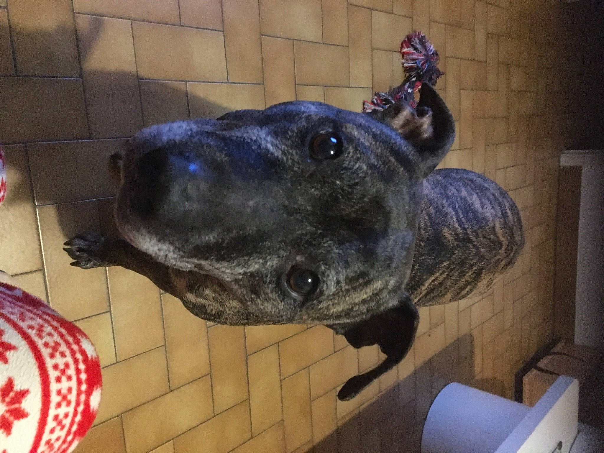 Aka a rejoint le concours — aidez-le/la à gagner de superbes lots ! art, artifact, bronze, bronze_sculpture, canidae, carnivore, dog, dog_breed, fawn, guard_dog, helmet, mammal, metal, reptile, sculpture, snout, sporting_group, terrestrial_animal, whiskers, working_animal