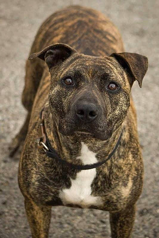 Aka a rejoint le concours — aidez-le/la à gagner de superbes lots ! ancient_dog_breeds, canidae, carnivore, collar, companion_dog, dog, dog_breed, dog_collar, fawn, guard_dog, molosser, non_sporting_group, plott_hound, snout, sporting_group, terrestrial_animal, treeing_tennessee_brindle, whiskers, working_animal, working_dog