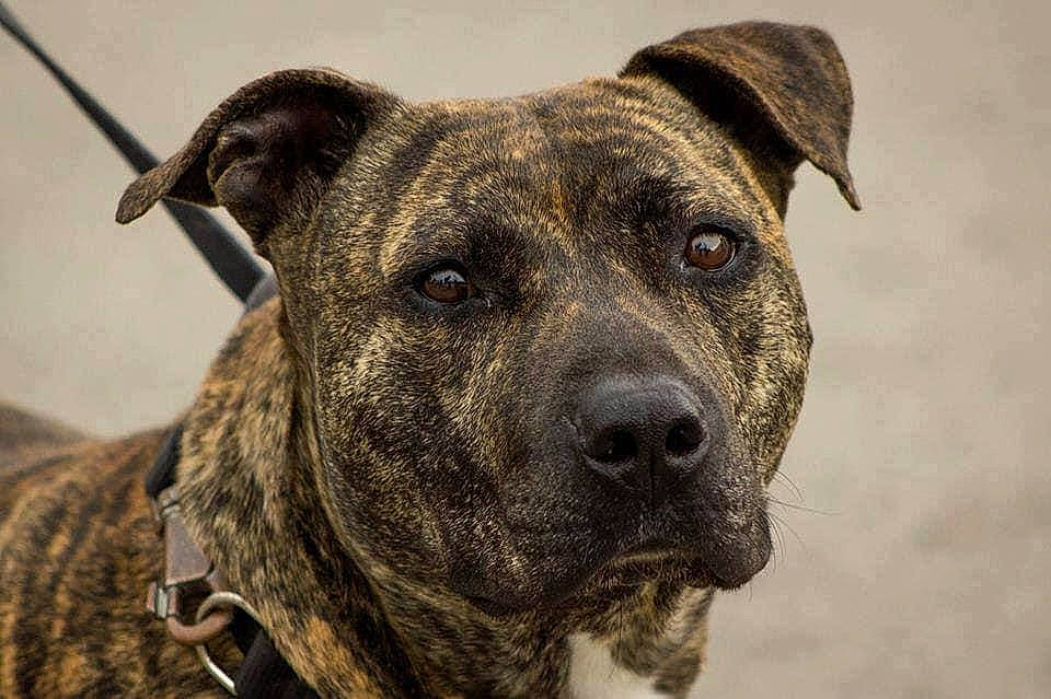 Aka a rejoint le concours — aidez-le/la à gagner de superbes lots ! ancient_dog_breeds, carnivore, cimarron_uruguayo, collar, companion_dog, dog, dog_breed, dog_collar, fawn, giant_dog_breed, guard_dog, molosser, non_sporting_group, snout, sporting_group, terrestrial_animal, treeing_tennessee_brindle, whiskers, working_animal, working_dog