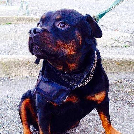 Bouba participe au concours pour gagner de l'argent avec cette photo : canidae, carnivore, collar, companion_dog, dog, dog_breed, dog_collar, dog_supply, electric_blue, fawn, leash, liver, metal, pet_supply, snout, sporting_group, terrestrial_animal, whiskers, working_animal, working_dog