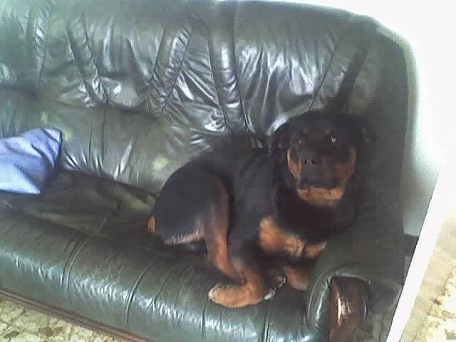 Bouba a rejoint le concours — aidez-le/la à gagner de superbes lots ! brown, carnivore, comfort, companion_dog, couch, dog, dog_breed, flooring, fur, furniture, guard_dog, liver, sleeper_chair, sporting_group, studio_couch, terrestrial_animal, working_animal, working_dog