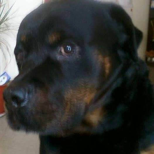 Bouba a rejoint le concours — aidez-le/la à gagner de superbes lots ! borador, canidae, carnivore, collar, companion_dog, dog, dog_breed, ear, fawn, fur, guard_dog, liver, puppy, rottweiler, snout, sporting_group, terrestrial_animal, whiskers, working_animal, working_dog