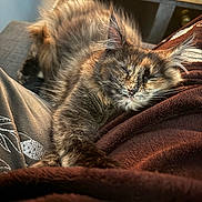 Arya a rejoint le concours — aidez-le/la à gagner de superbes lots ! cat, tortoiseshell, sleeping, fluffy, pet, cozy, blanket, furry, indoor, resting, relaxed, closeup, animal, cute, home, soft, warm_light, comfort, feline, nap