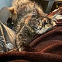 animal, blanket, cat, closeup, comfort, cozy, cute, feline, fluffy, furry, home, indoor, nap, pet, relaxed, resting, sleeping, soft, tortoiseshell, warm_light