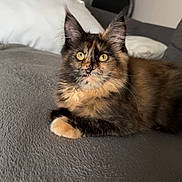 Arya participe au concours pour gagner de l'argent avec cette photo : animal, blanket, cat, cat_tree, cozy, cushion, cute, ears, eyes, feline, fur, home, indoor, pet, pillow, relaxed, resting, sofa, tortoiseshell, whiskers