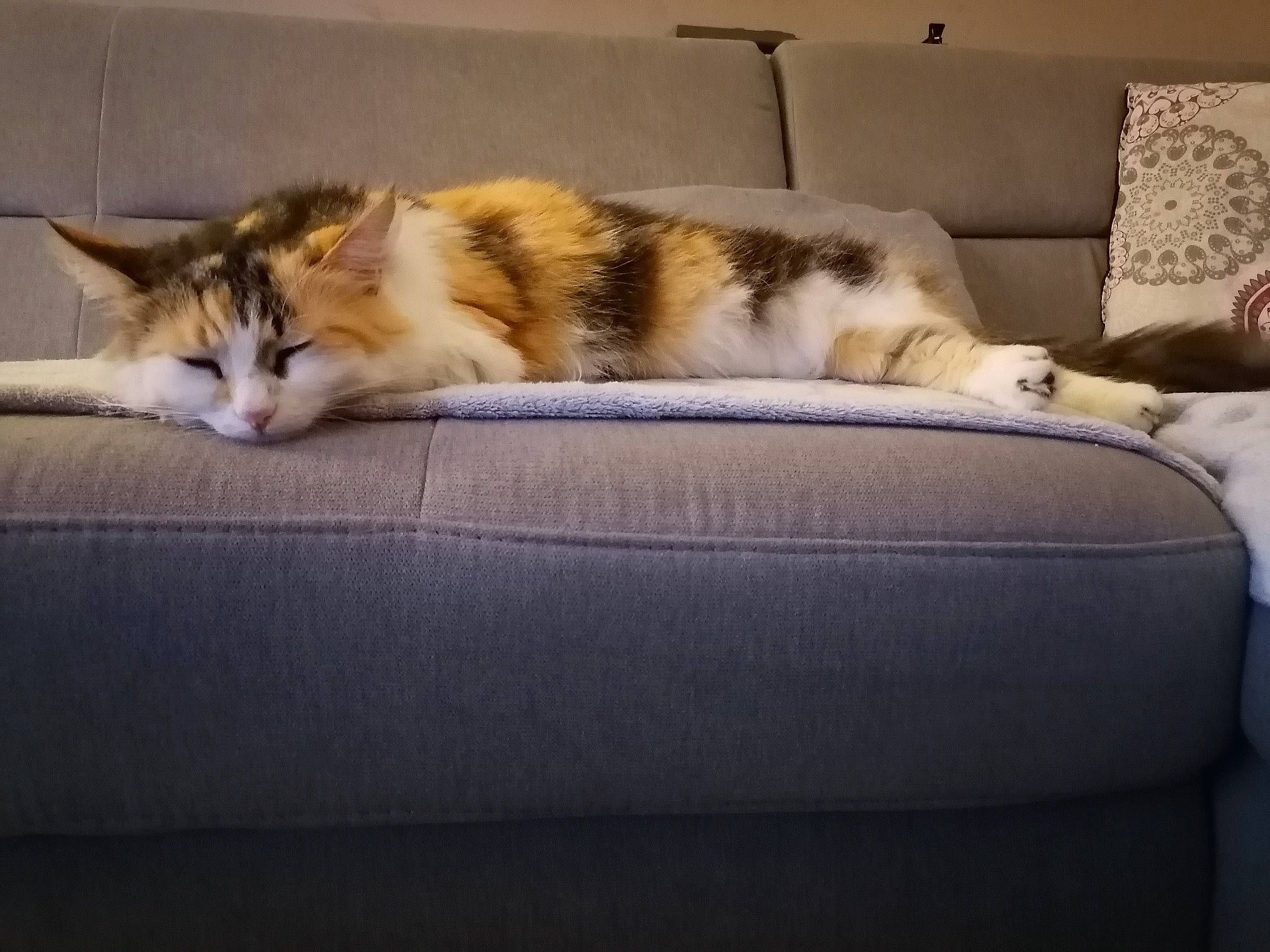 Havana participe au concours pour gagner de l'argent avec cette photo : carnivore, cat, comfort, couch, european_shorthair, felidae, fur, furniture, interior_design, kitten, nap, room, sky, small_to_medium_sized_cats, tabby_cat, tail, whiskers